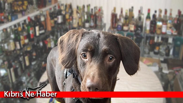 Alkolik köpek tedaviye alındı! İçmeyince kriz geçiriyor