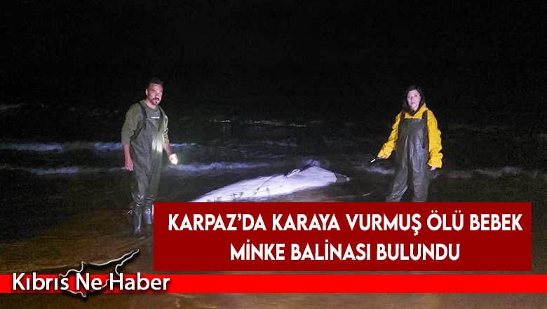 Karpaz’da karaya vurmuş ölü bebek minke balinası bulundu