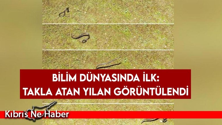 Bilim dünyasında ilk: Takla atan yılan görüntülendi