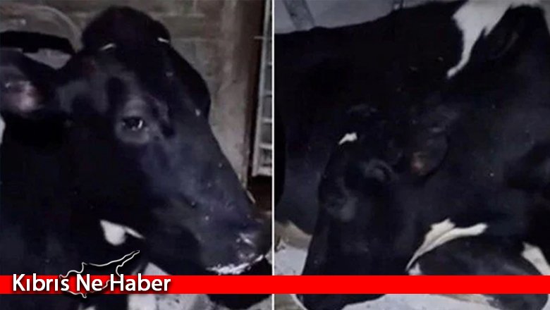 İnek süt vermemek için uyku taklidi yapmaya başladı