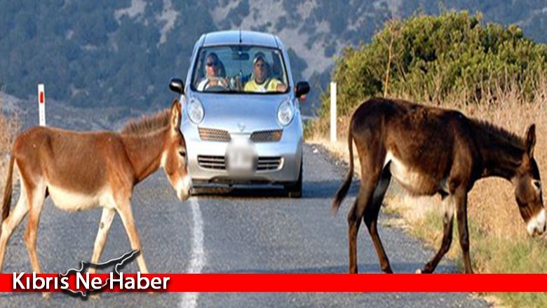Karpaz’daki üreticiler hür eşeklerden rahatsız…