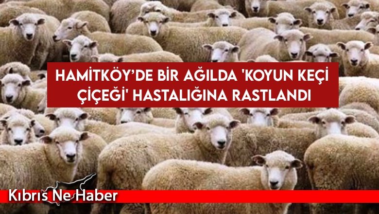 Hamitköy’de bir ağılda 'koyun keçi çiçeği' hastalığına rastlandı