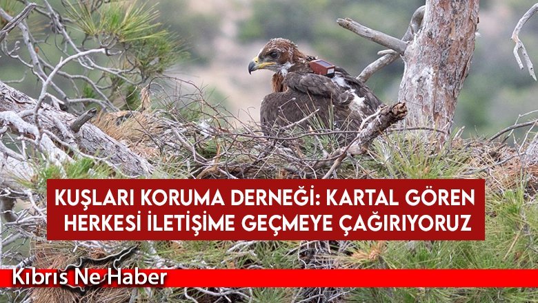 KUŞKOR, 13 yıldır Kıbrıs’ın son kartal türü Tavşancıllar’ı izliyor