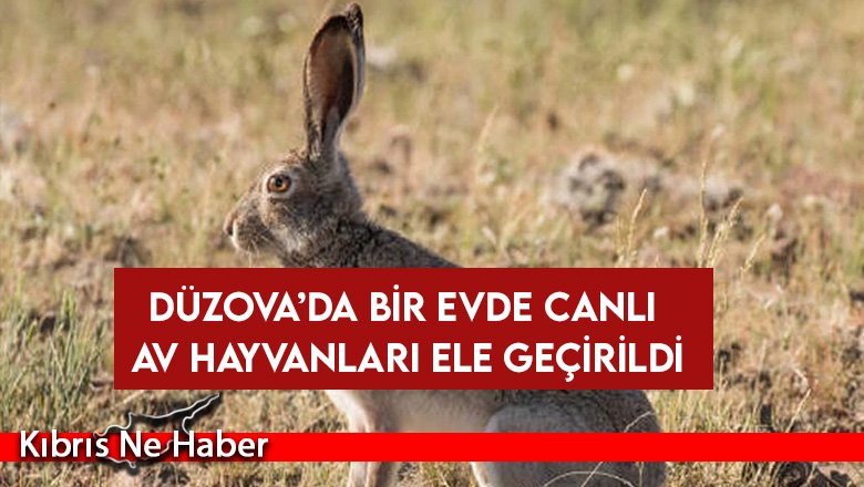 Düzova’da bir evde canlı av hayvanları ele geçirildi