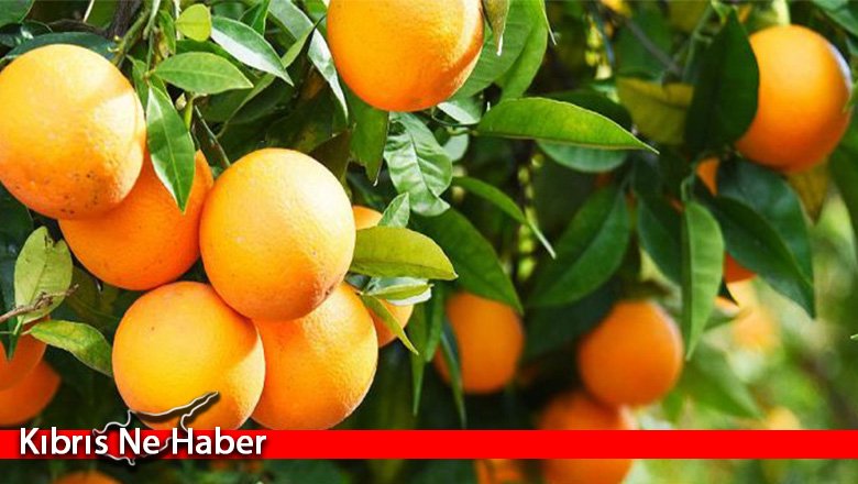 Cypfruvex, valensiya ürün ödemelerinin yarın yapılacağını duyurdu