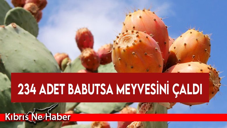 234 Adet Babutsa Meyvesini Çaldı