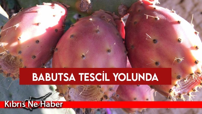Karaca: Koşnilin doğal düşmanlarının tespiti için çalışma başlatılacak