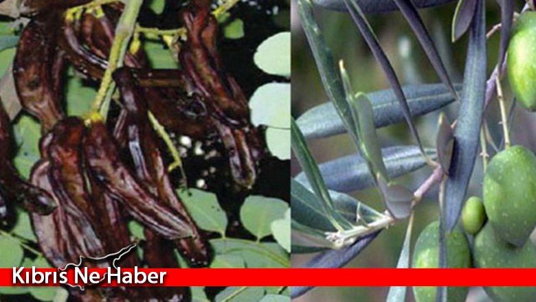 Güzelyurt ilçesi zeytin ve harup hasat tarihleri açıklandı