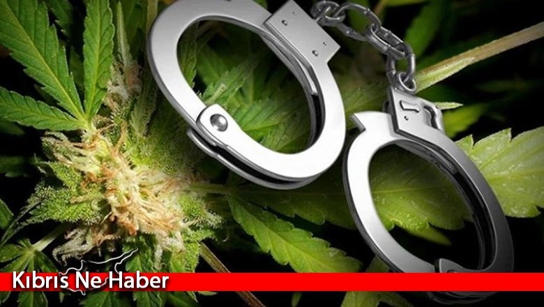 Güney Lefkoşa’da 4,8 kilo hintkeneviri ele geçirildi