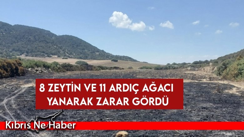 Dipkarpaz’da yangın... 8 zeytin ve 11 ardıç ağacı yanarak zarar gördü