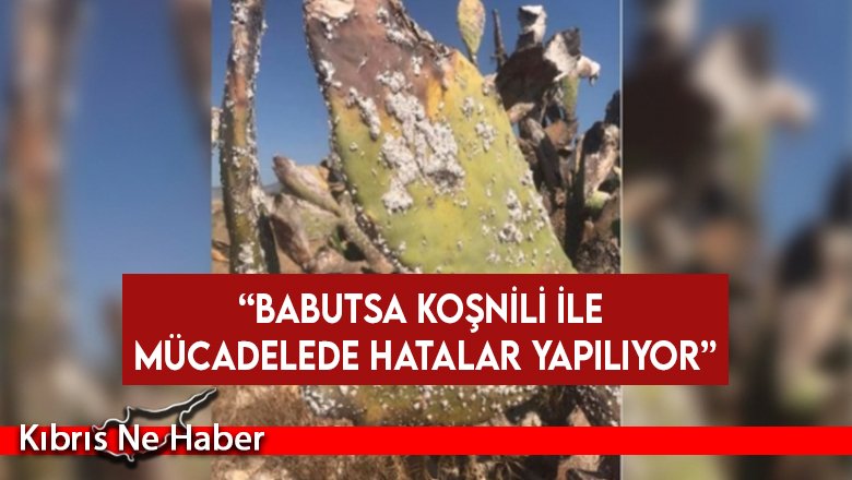 “Babutsa koşnili ile mücadelede hatalar yapılıyor”