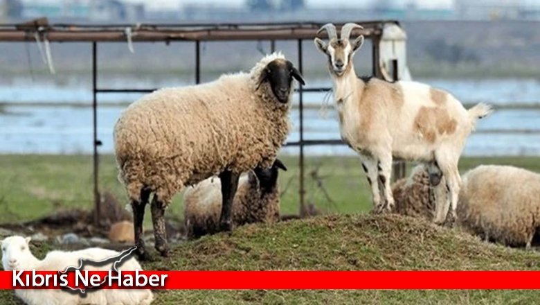 Veteriner Dairesi'nden hayvan hareketlerinde devir işlemi yapmayanlara cezai müeyyide uyarısı...
