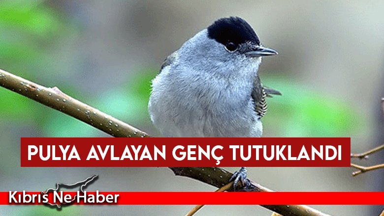 Pulya avlayan genç tutuklandı
