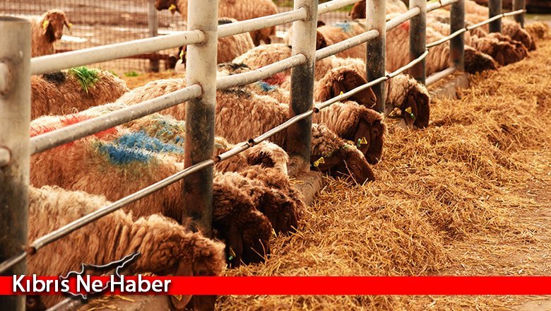 DÜÇ, kasaplık küçükbaş hayvan satışı yapacak