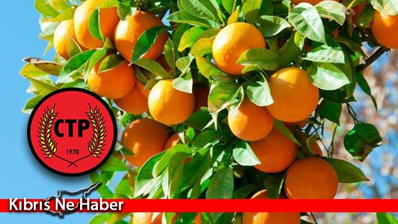 CTP: Plansız, Bilinçsiz, Hesapsız Yönetim Narenciyeyi Bitiriyor