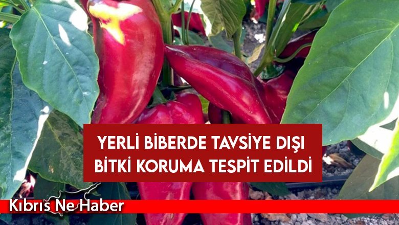 Yerli biberde tavsiye dışı bitki koruma tespit edildi