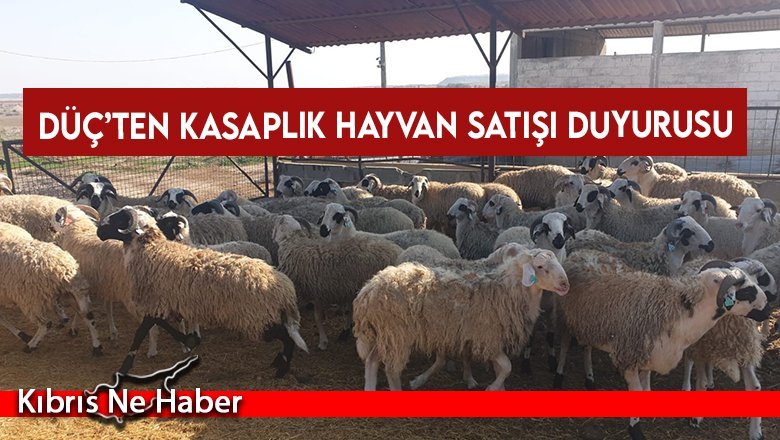 DÜÇ’ten kasaplık hayvan satışı duyurusu