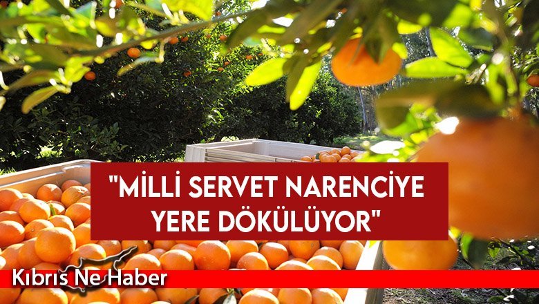 Kıbrıs Türk Narenciye Üreticiler Birliği eylem başlattı…