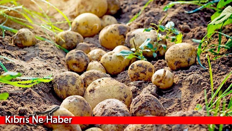 TÜK tohumluk patateslerin geldiğini açıkladı