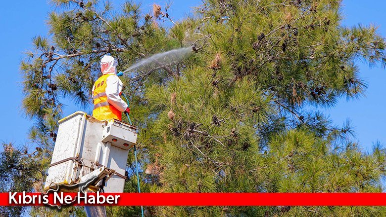Gazimağusa’da çam kese böceği ile mücadele devam ediyor