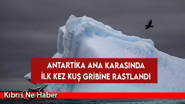 Antartika ana karasında ilk kez kuş gribine rastlandı