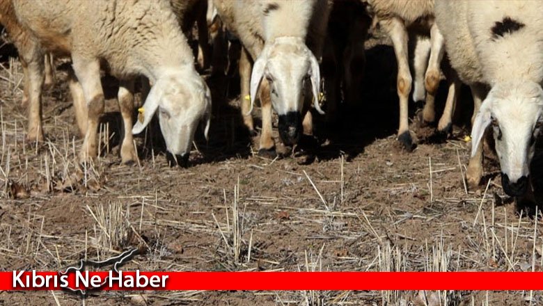 Hayvanlarını başkasının bahçesinde otlatan şahıs hakkında yasal işlem!