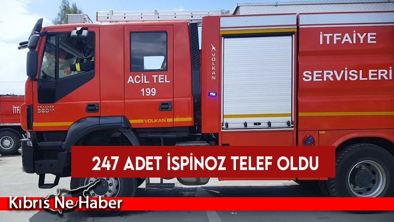 Kuş kafesinde yangın: 247 adet ispinoz telef oldu