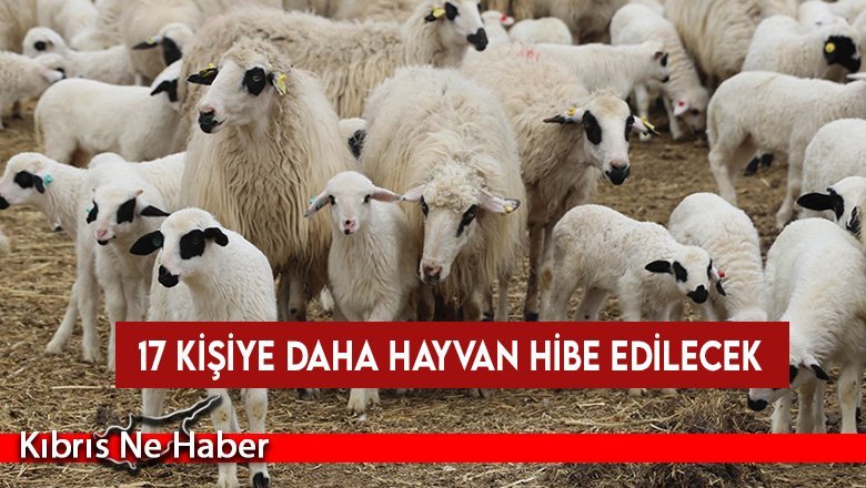 Küçükbaş hayvancılığının geliştirilmesi programında 17 kişiye daha hayvan hibe edilecek