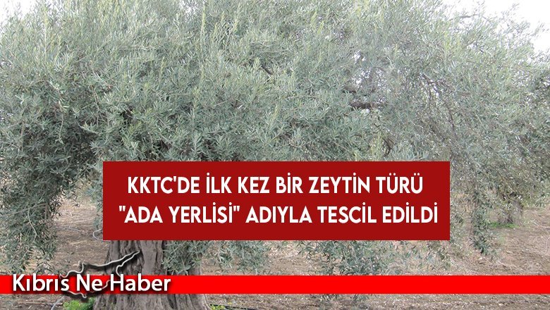 KKTC'de ilk kez bir zeytin türü "Ada Yerlisi" adıyla tescil edildi