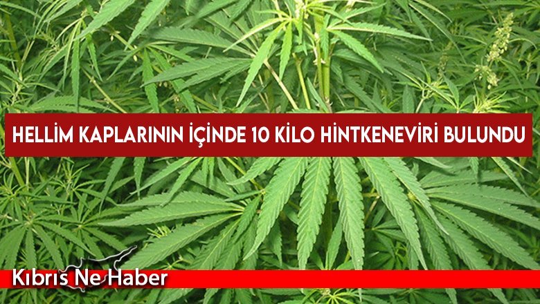 Hellim kaplarının içinde 10 kilo hintkeneviri bulundu