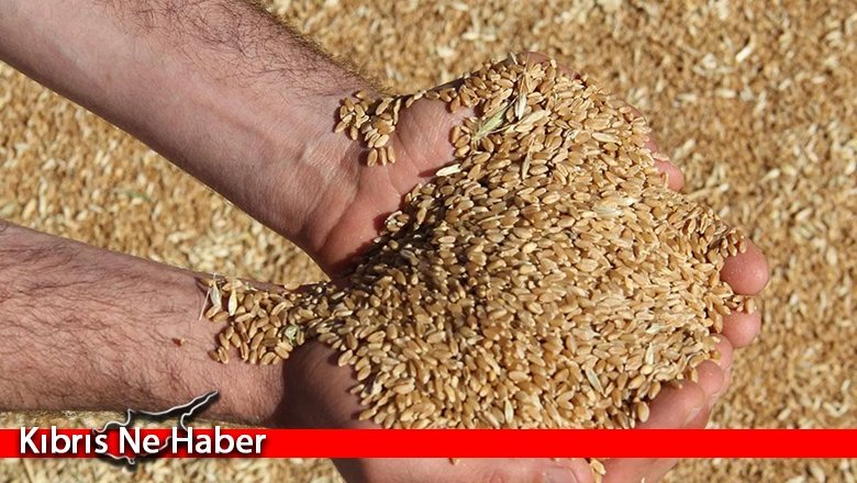 TÜK, arpa, yumuşak buğday ve sert buğday alımı yapılacağını duyurdu