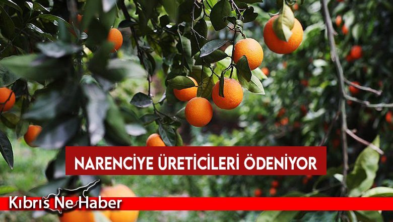 Narenciye üreticileri ödeniyor