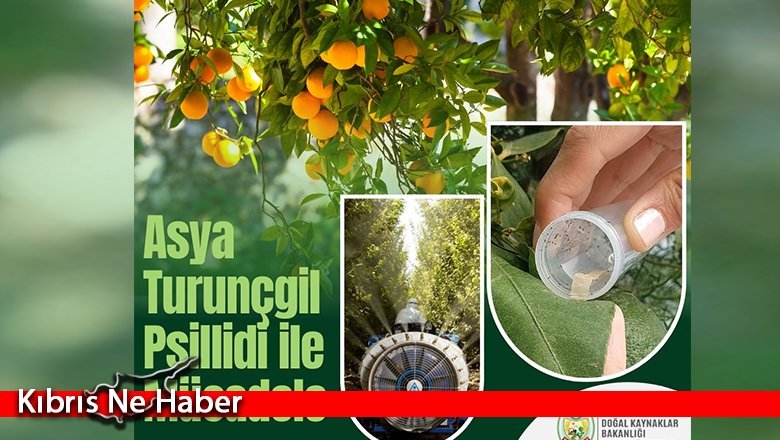 Turunçgil zararlısı için biyolojik mücadele çalışmaları sürüyor
