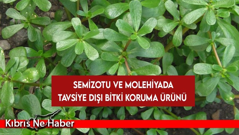 Haftalık gıda denetim sonuçları açıklandı…