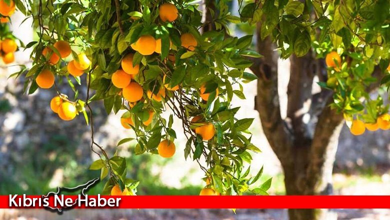 Dalında kalan Valencia ürün tespit çalışmaları tamamlandı