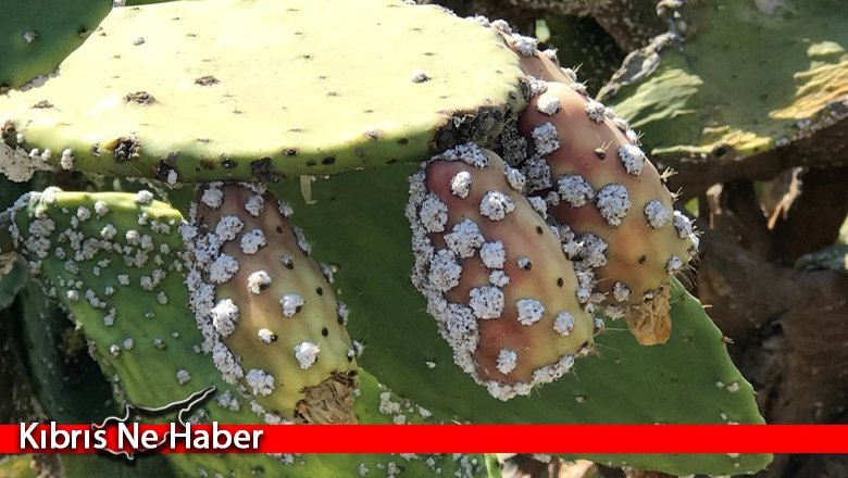 Tarım Dairesi, kaktüs koşnili ile mücadele için bitki koruma ürünü dağıtımına başlıyor