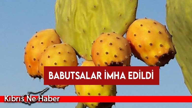 Babutsa ve hurmada tavsiye dışı, çeri domateste limit üstü bitki koruma ürünü tespit edildi