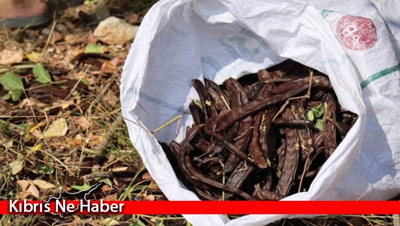 Güzelyurt’ta zeytin ve harnup hasadına başlama tarihleri açıklandı