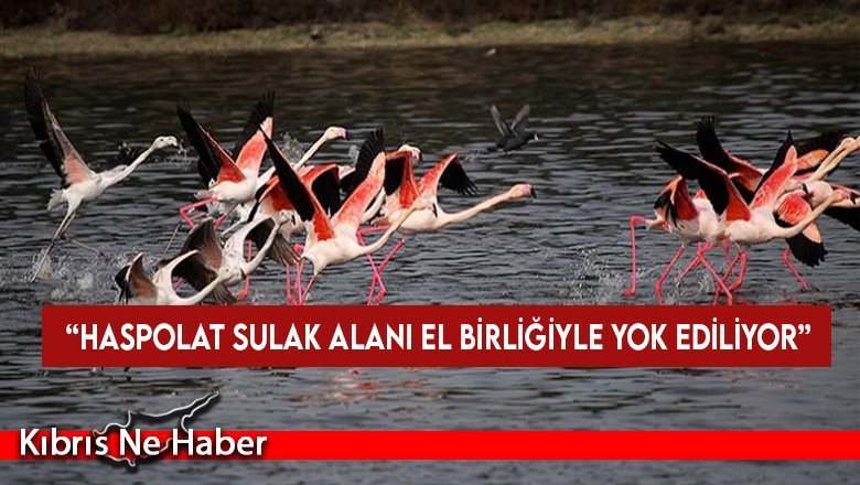 Biyologlar Derneği: “Haspolat sulak alanı el birliğiyle yok ediliyor”