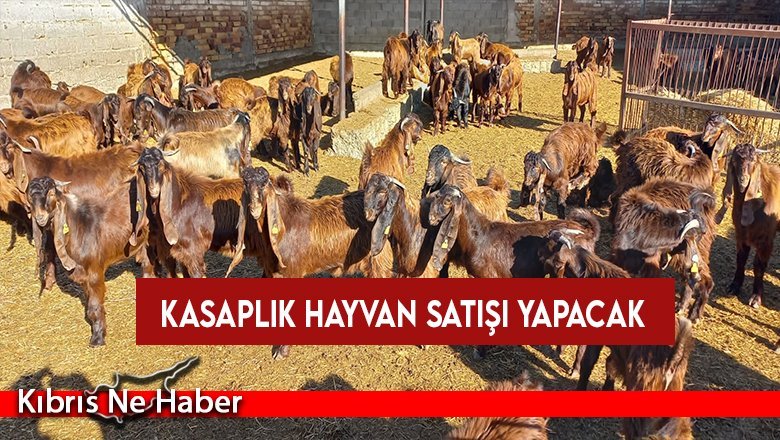 Devlet Üretme Çiftliği, kasaplık hayvan satışı yapacak