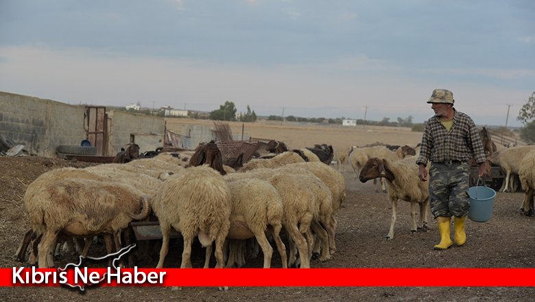 Küçükbaş hayvan desteklerinin 2’nci taksit ödemeleri yapıldı