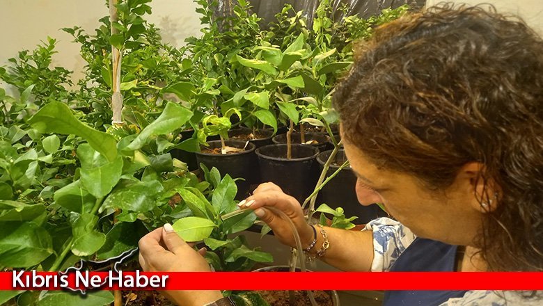 Yeşillenme hastalığına karşı başlatılan biyolojik mücadele olumlu sonuçlar veriyor