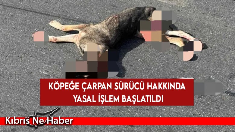 Köpeğe çarpan sürücü hakkında yasal işlem başlatıldı