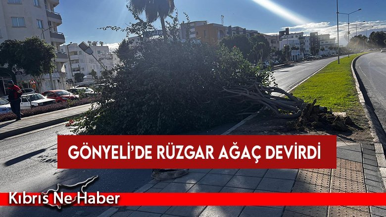 Gönyeli’de rüzgar ağaç devirdi