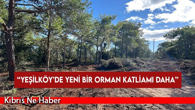 KEMA Vakfı: Yeşilköy’de yeni bir orman katliamı daha