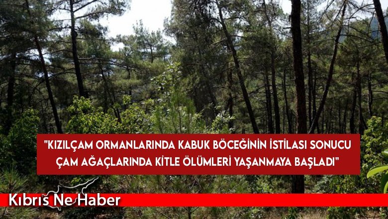 KEMA: Kızılçam ormanlarında kabuk böceğinin istilası sonucu çam ağaçlarında kitle ölümleri yaşanmaya başladı