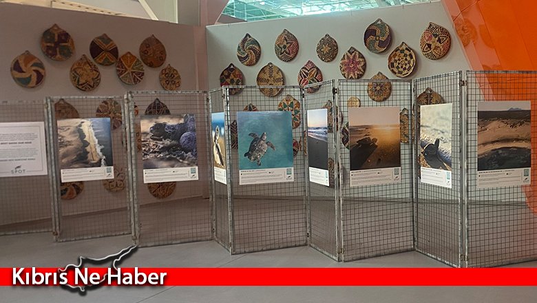 SPOT Marine Life, Kıbrıs'ın deniz kaplumbağalarını havalimanında tanıtıyor