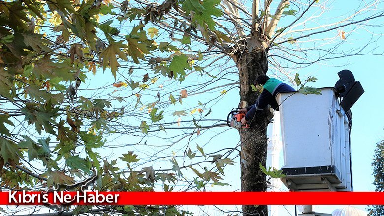 Gazimağusa’da trafikte tehlike arz eden ağaçların budaması yapılacak
