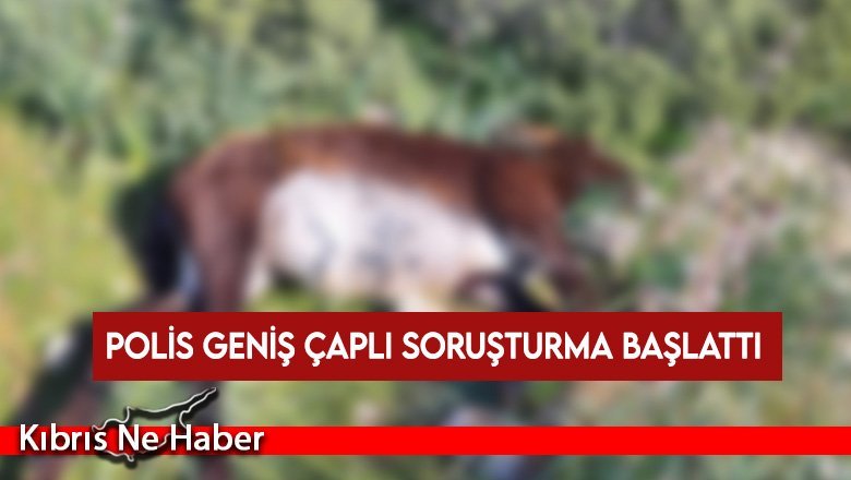 Dipkarpaz’da ölü olarak bulunan eşeklerle ilgili polis geniş çaplı soruşturma başlattı
