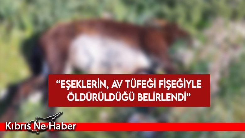 Polis Basın Subaylığı: Eşeklerin, av tüfeği fişeğiyle öldürüldüğü belirlendi